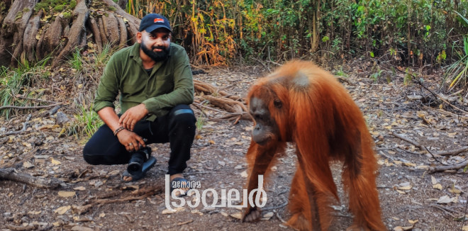 with orangutan of borneo